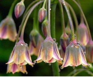 cropped-amazing-flowers-and-waterdrops-resizecrop.jpg